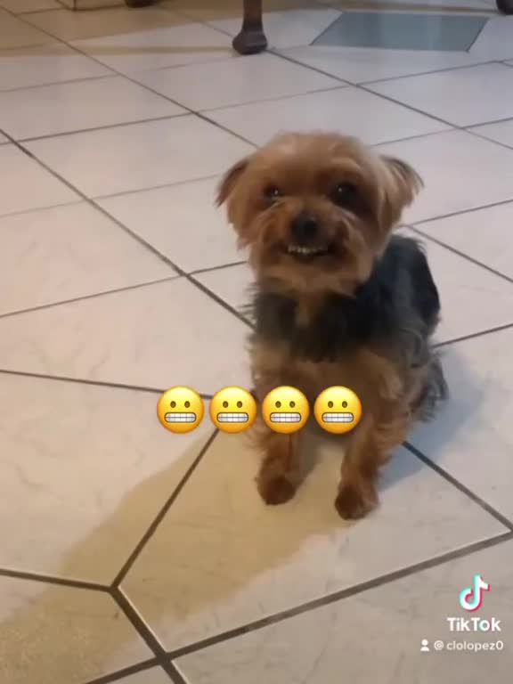 Yorkie Hilariously Reacts to Getting in Trouble