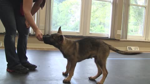 How to Train a Dog to "Sit"