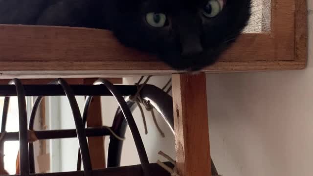 Black cat.What's on your mind?