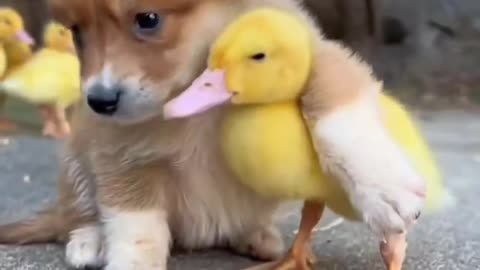 Dog baby and baby duck love