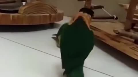 Fun videos to see while relax !