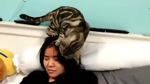 Gato extremadamente cariñoso realmente ama a su dueña