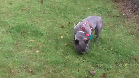 Dog training videos