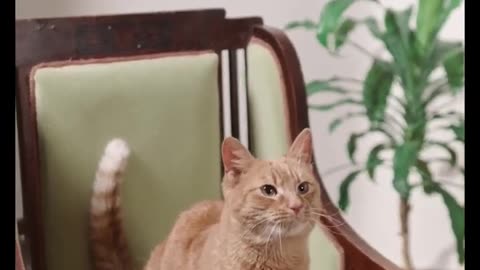cute cats