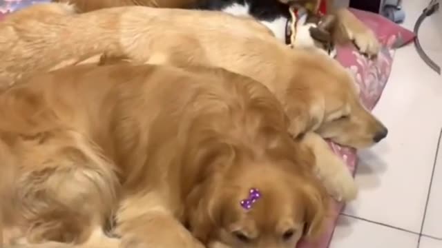I think they like sleeping together ❤️