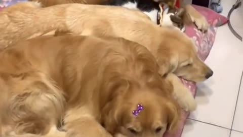 I think they like sleeping together ❤️
