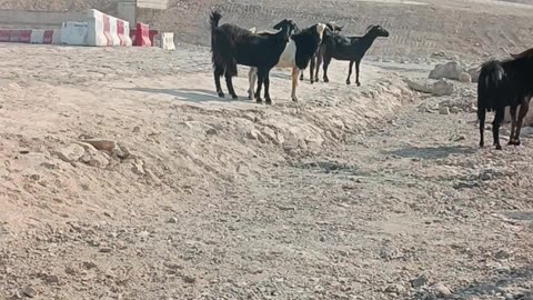 Video is about animals life in UAE Dubai