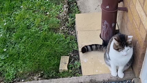 Beautiful Cute Cat Sitting In Great Britain.