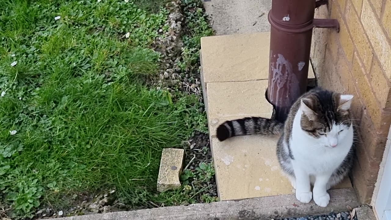 Beautiful Cute Cat Sitting In Great Britain.
