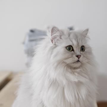 A White Persian Cat