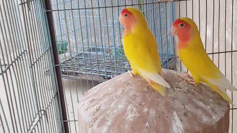 Lovebirds singing