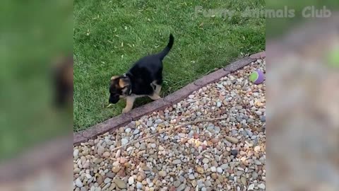 Funny Animal Videos 2023 😂 - Funniest Dogs And Cats Videos 😺😍#37
