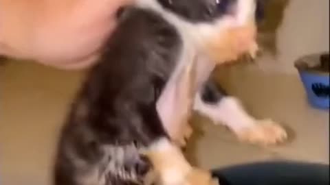Viral 2million views |Funny animal TikTok video compilation 101