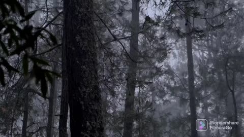 Rain on with thunder sound - rain in forest at night