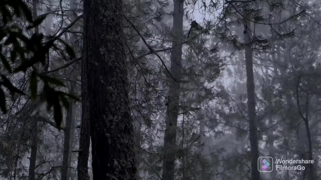 Rain on with thunder sound - rain in forest at night