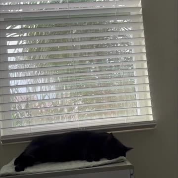 Adopting a Cat from a Shelter Vlog - Precious Piper Enjoying a Nap on File Cabinet #shorts