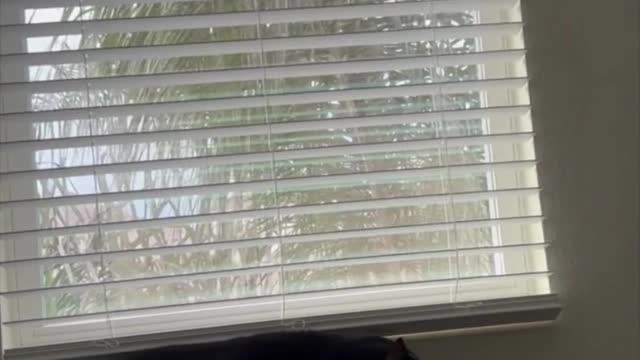 Adopting a Cat from a Shelter Vlog - Precious Piper Enjoying a Nap on File Cabinet #shorts