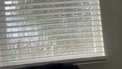 Adopting a Cat from a Shelter Vlog - Precious Piper Enjoying a Nap on File Cabinet #shorts