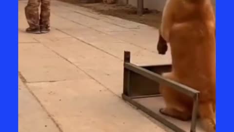 Army dog training video