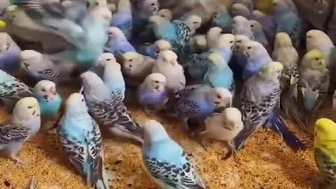 Baby Animals Funny Parrots and Cute Birds Compilation (2021) Loros Adorables Recopilación #1_p5