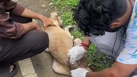 Dog with big wound on back