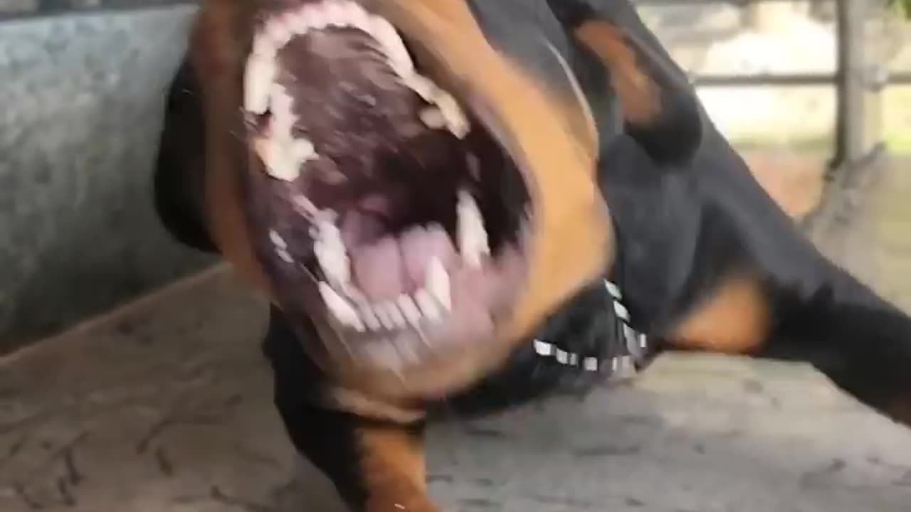 Angry rotwiller sound #angrydog #angry rotwiller