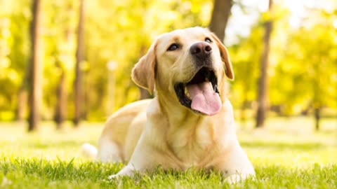 Labrador Dog Barking Sound - The SOund ButtOn