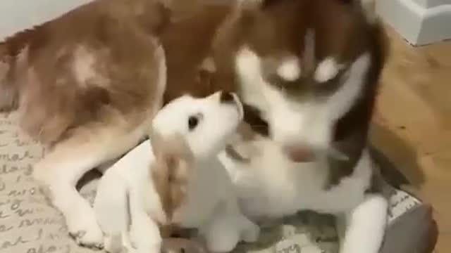 The puppy is so happy in the arms of mommy