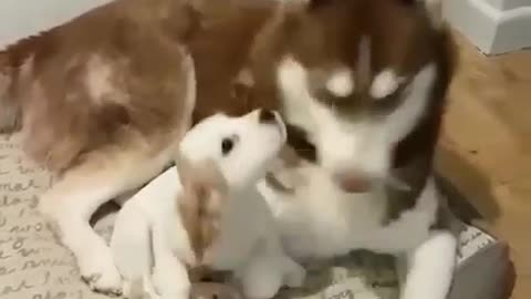 The puppy is so happy in the arms of mommy