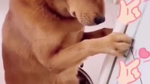Dog video dog traning video baby dog small baby dog