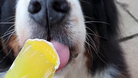 Bernese Mountain Dog is working so hard