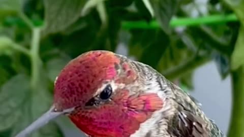 Anna's Hummingbird