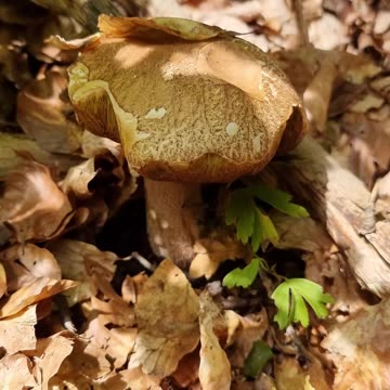 Summer Porcini Mushroom 2 days later, has grown quite a bit