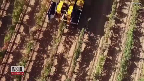 Wine Threatened by Climate Change