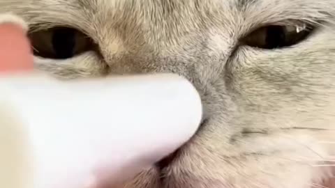 Cats Fighting and Meowing - These Two are Bloody Brothers _ Viral Cat