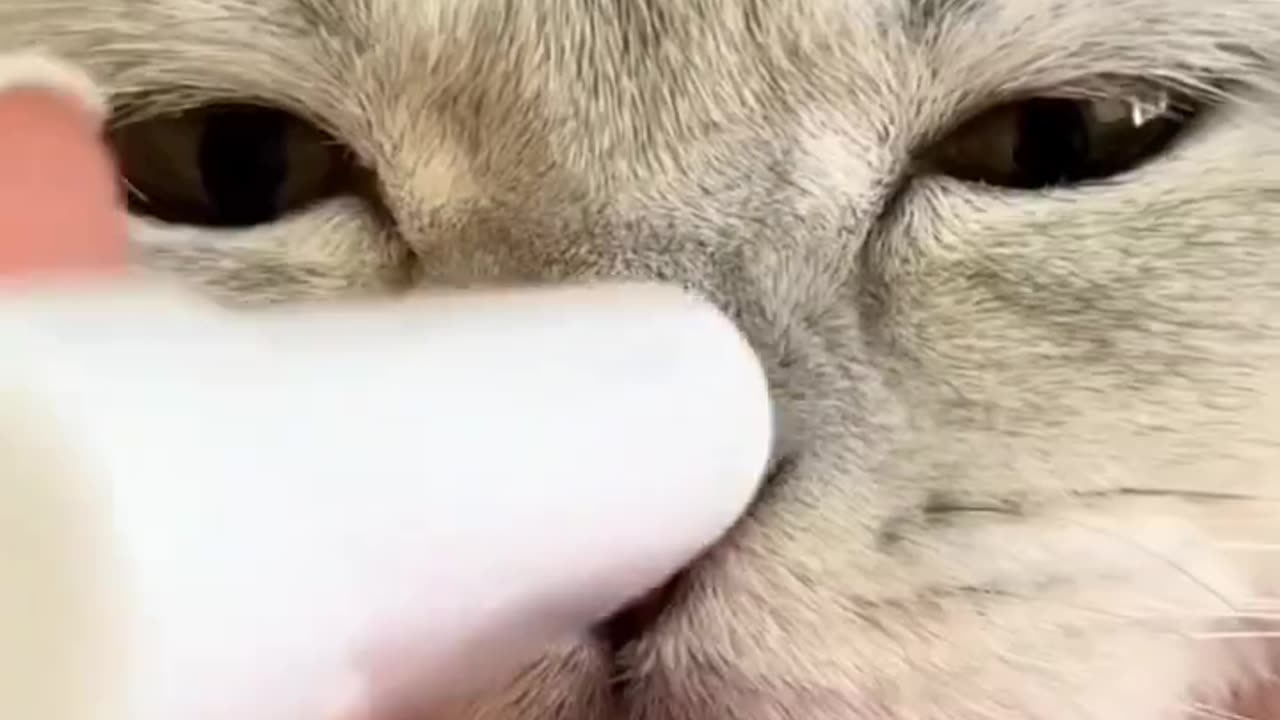 Cats Fighting and Meowing - These Two are Bloody Brothers _ Viral Cat