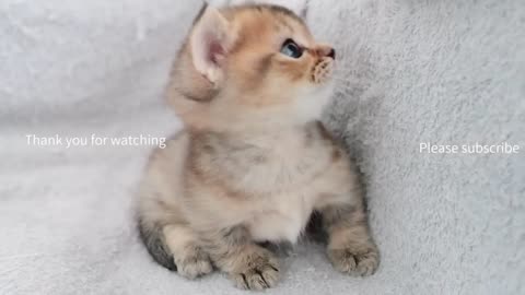 cats gathered one after another! - 2024