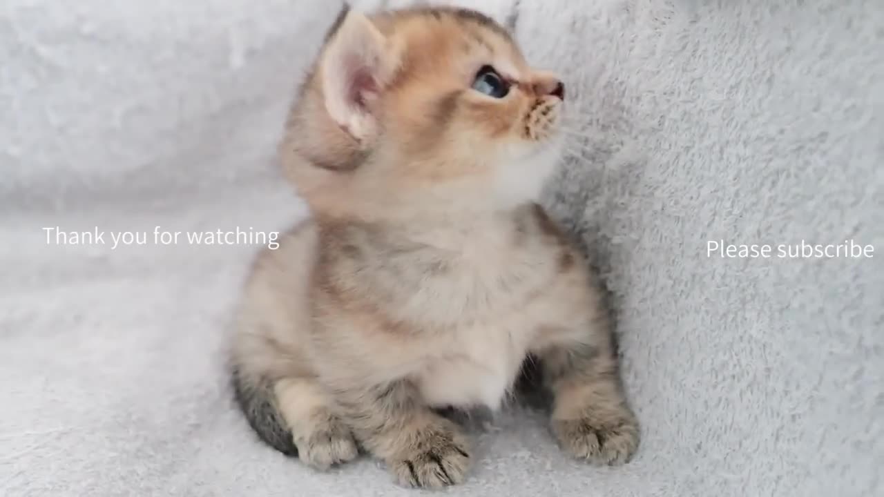 cats gathered one after another! - 2024