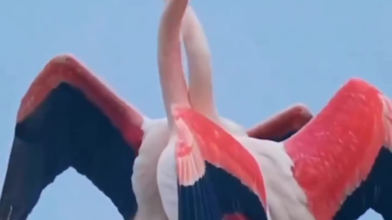 Nice bird