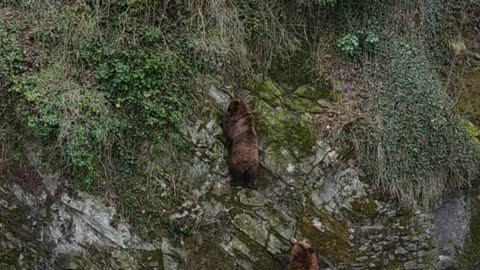 Very bizarre bears in the castle