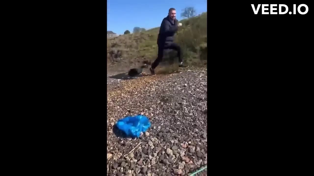 Funny animals bideos