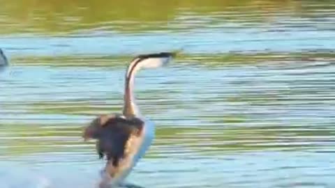 Race between two ducks in the river #shorts #viral #shortsvideo #video