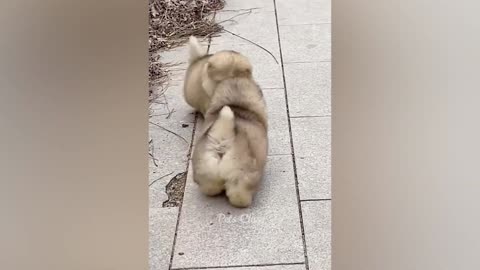 duck and dog
