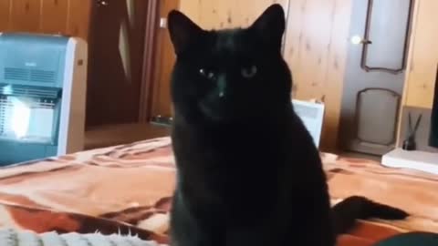 Funny animals - Funny cats / dogs - Funny animal videos - 6