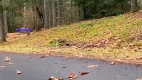 Funny Animals videos