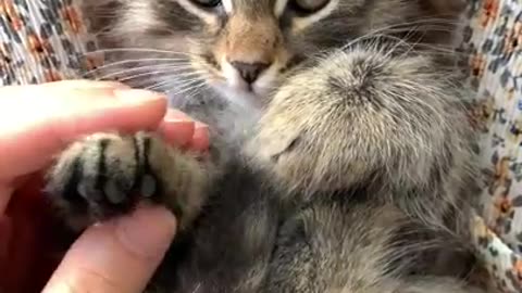 So Cute Cats ♥ Best Funny Cat Videos