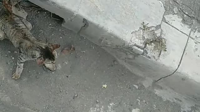 Gutter Cat Doesn't Like Disturbances