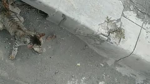 Gutter Cat Doesn't Like Disturbances