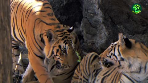 Lions Vs Tigers: Who’s the Real King of the Jungle?
