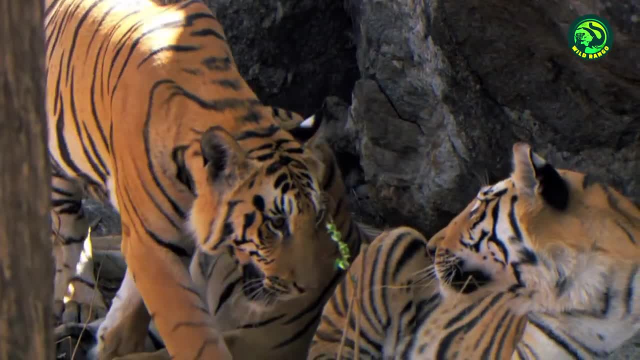 Lions Vs Tigers: Who’s the Real King of the Jungle?